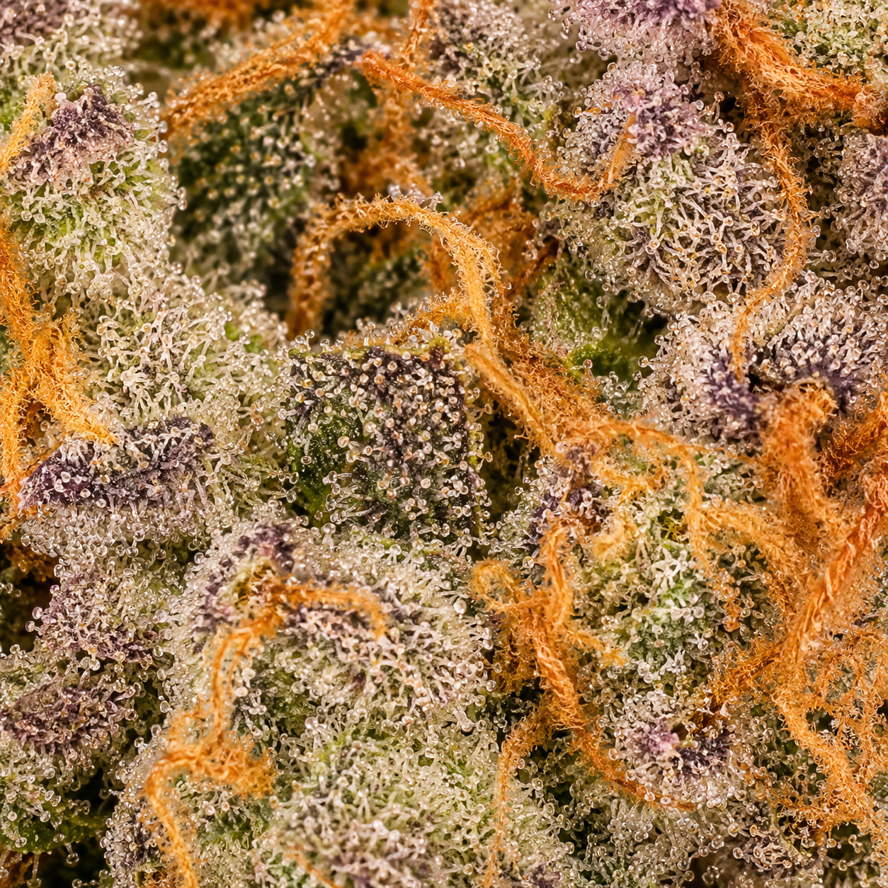 Berry Pie - Uncoated Flower