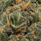 Apple Fritter - Uncoated Flower
