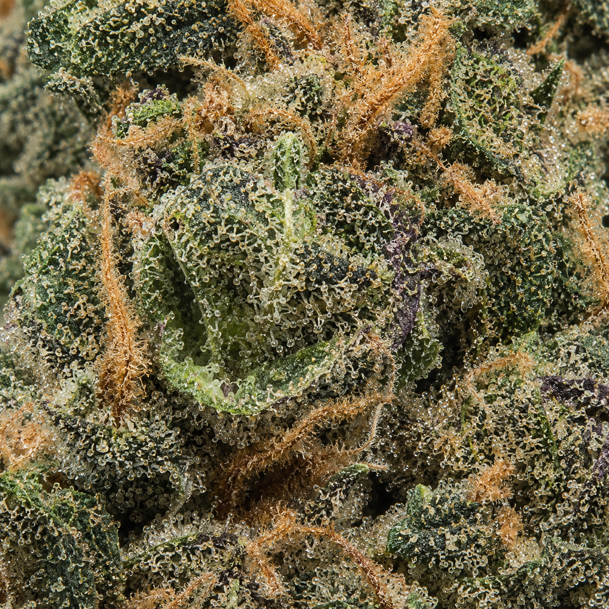 Apple Fritter - Uncoated Flower