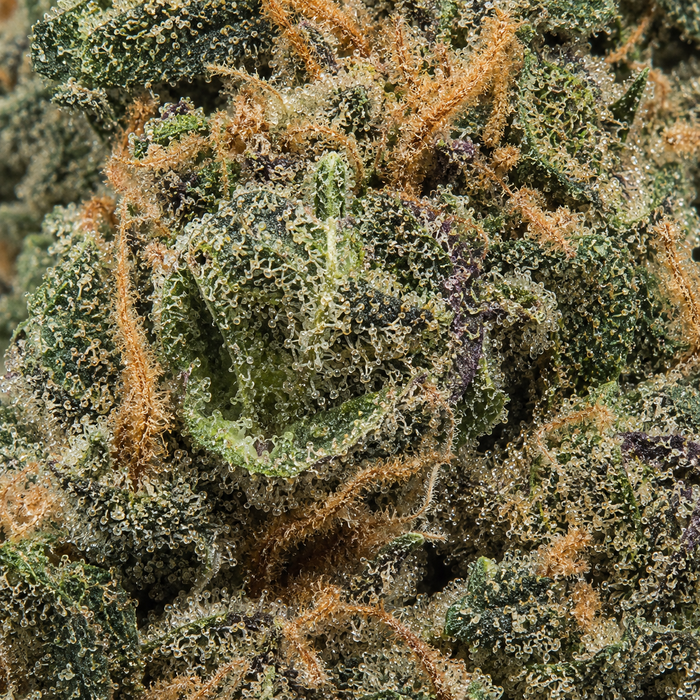 Apple Fritter - Uncoated Flower